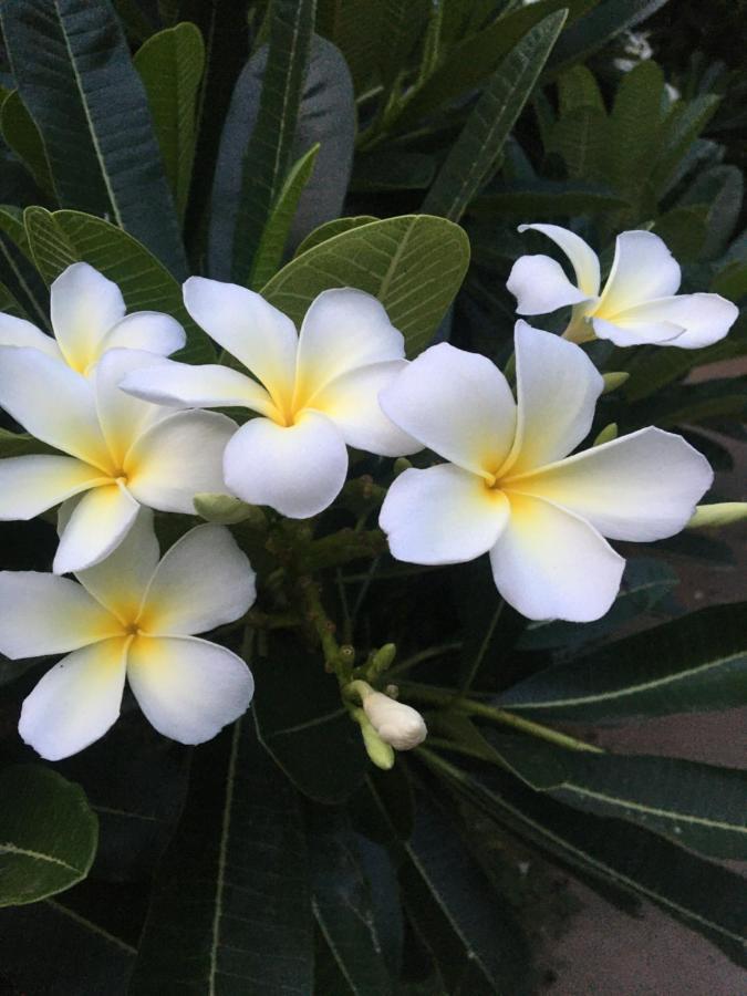 טריואנדרום White Butterfly - A Countryside Homestay מראה חיצוני תמונה