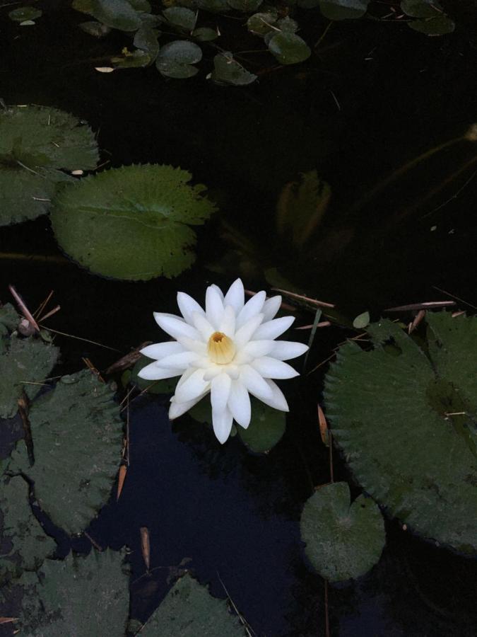 טריואנדרום White Butterfly - A Countryside Homestay מראה חיצוני תמונה