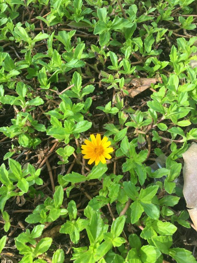 טריואנדרום White Butterfly - A Countryside Homestay מראה חיצוני תמונה